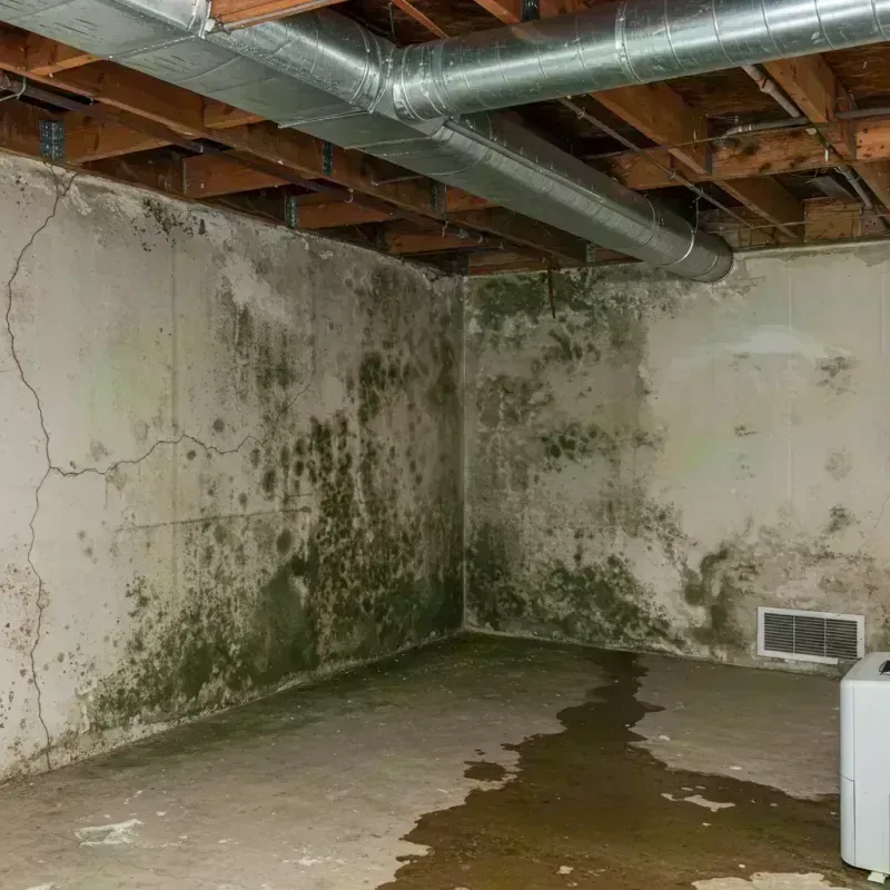 Professional Mold Removal in Lawrenceville, IL